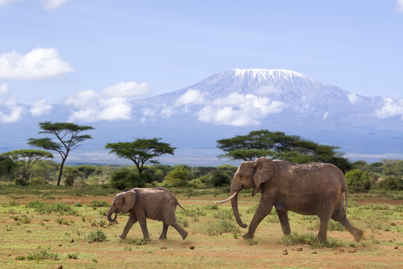 Elefanten vor dem Kilimanjaro