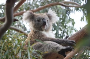 Koala - australischer Beutelbär