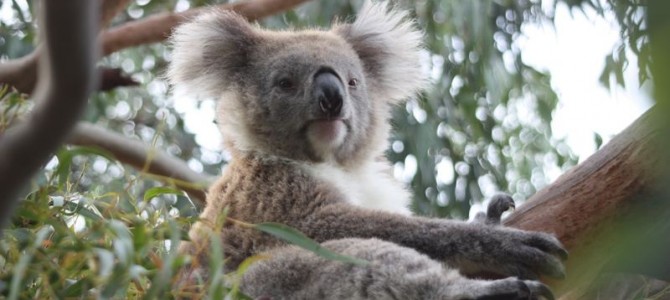 Tipps für eine Reise nach Australien