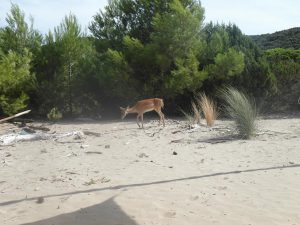 Nationalpark-Maremma-A4-Cala-di-Forno-01